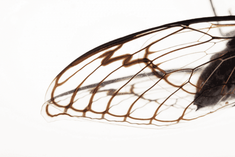 Cicada APT Group Targets Government Institutions