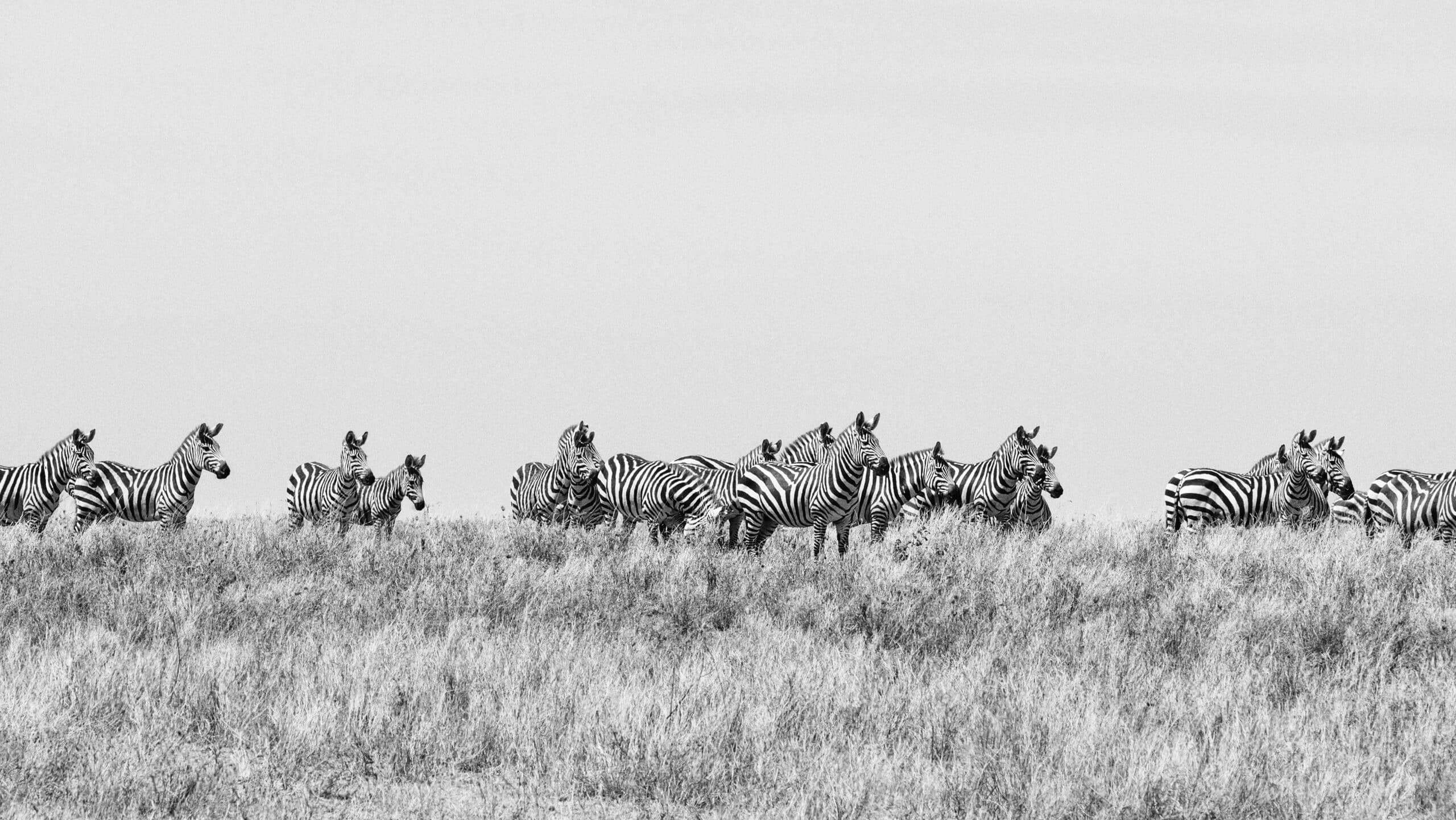 Zebrocy Malware Technical Analysis Report