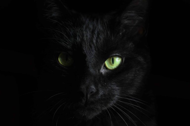 BlackCat Ransomware Is Targeted Vulnerable Microsoft Exchange Servers