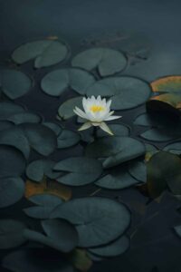 Ocean Lotus APT Group (APT32)