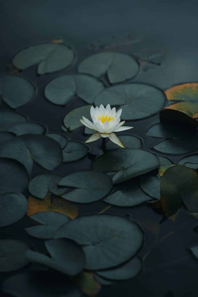 Ocean Lotus APT Group (APT32)
