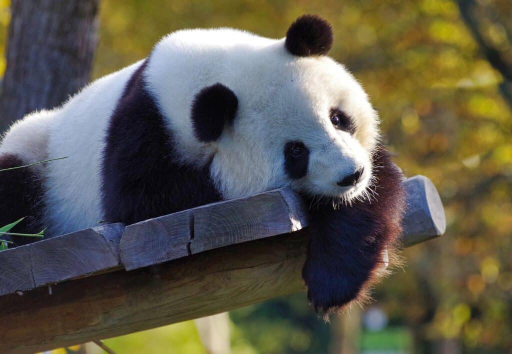 Dynamite Panda APT Group