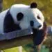 dynamite panda apt group