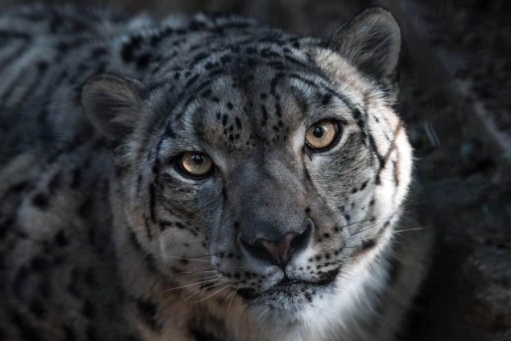 Mythic Leopard APT Group