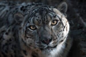 Mythic Leopard APT Group