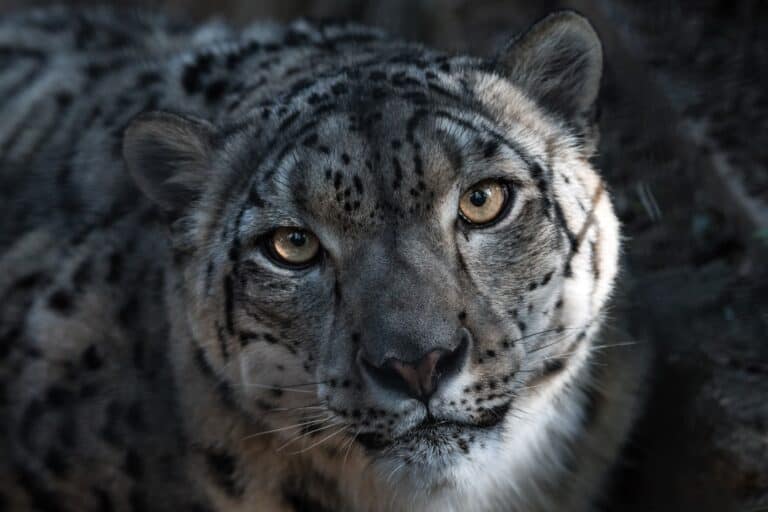 mythic leopard apt36 apt group