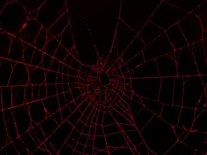 The New Frontier: Dark Web Monitoring for Business Protection