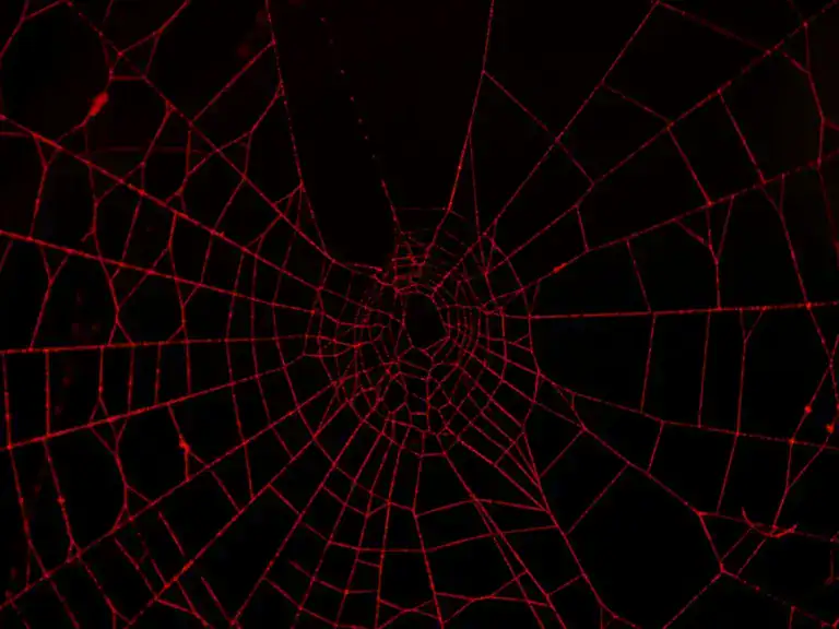dark web monitoring threat intelligence darkweb brandefense