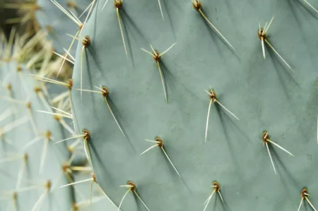 cactus ransomware analysis from brandefense research team