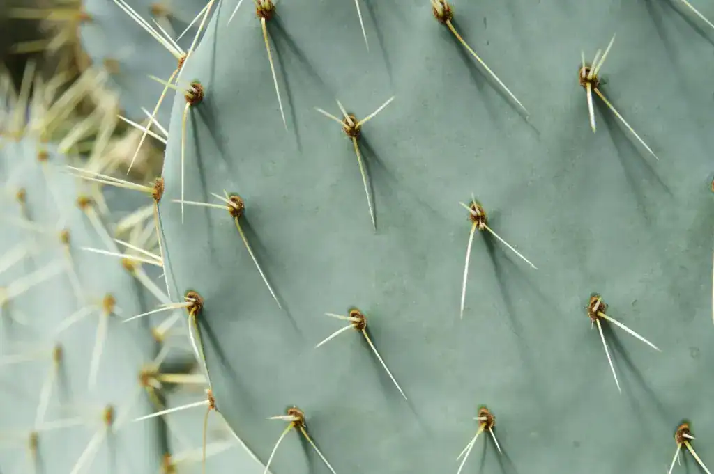 Cactus Ransomware Technical Analysis
